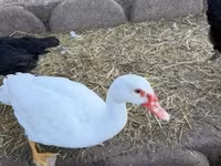 Ducks — Foto 1