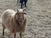 Widder, Racka sheep — Foto 5