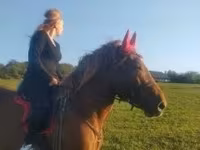 Horse (M), Horses — photo 4