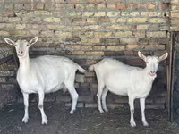 Koza, Saanen goat — zdjęcie 5