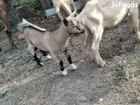 公山羊, Goats — 照片 1