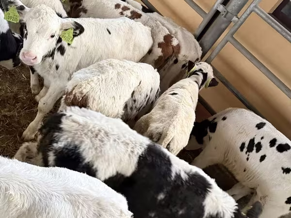 Bik, Russian Black pied cattle