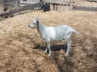 雄ヤギ, ヤギ — 写真 2