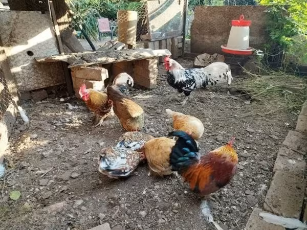 هامبورغ