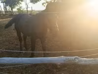 Cavalo, Cavalos — foto 3