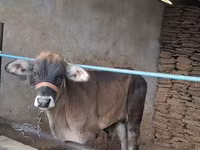 Bik, Brahman — fotografija 1