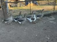 Guinea fowl — Foto 4