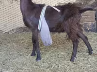 Jarac, LaMancha goats — fotografija 3