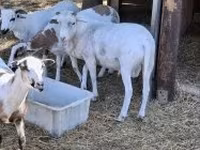 Carnero, Cameroon sheep — foto 1