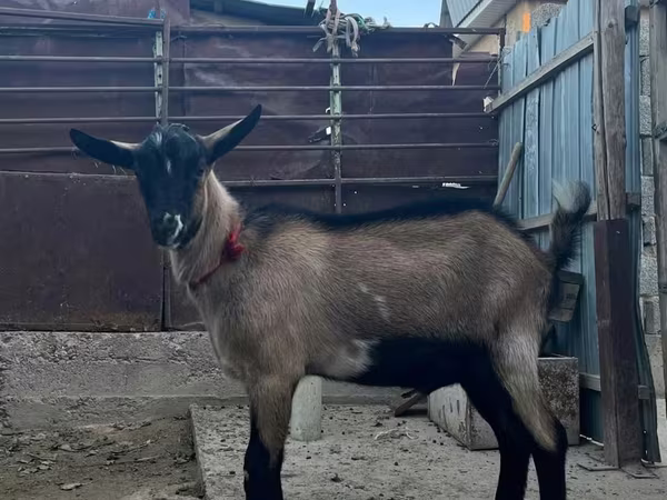 ヤギ（ロット、性別未指定）, ヤギ