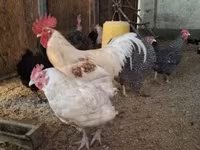 Chickens — fotografija 3