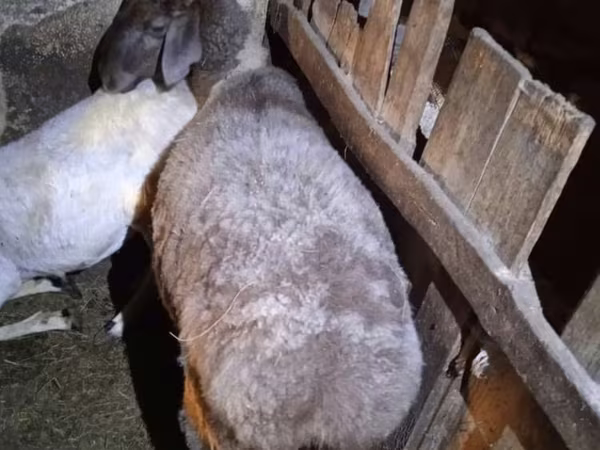 雌羊, Adal sheep