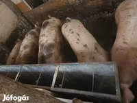 Säue, Schweine — Foto 4