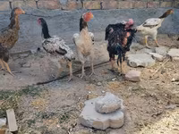 Ajam cemani — fotografija 1