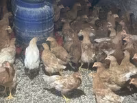 Chickens — Foto 2