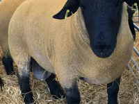 Ovan, Dorper sheep — fotografija 1