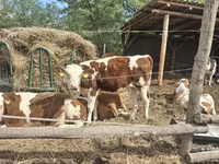 Kuh, Simmental cattle — Foto 3