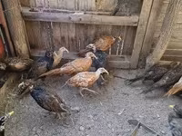 Guinea fowl — fotografija 5
