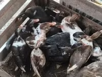 Ducks — फ़ोटो 2
