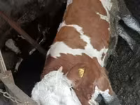 Bull, Simmental cattle — photo 1
