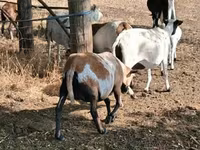 Қой, Cameroon sheep — 4-сурет