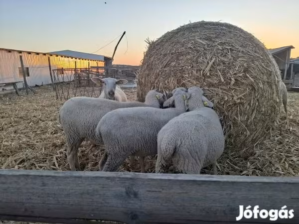 भेड़, Luzein sheep