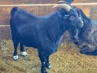 Kozioł, Dutch Landrace goats — zdjęcie 5