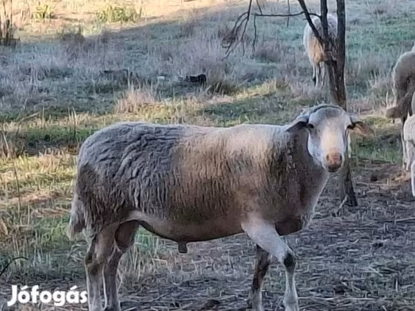 Bélier, Moutons — Hongrie