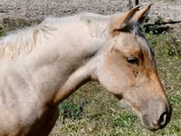 Aygʻir, Quarter Horse — 6-rasm