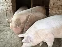 公猪, Pigs — 照片 7