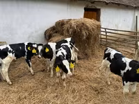 Bull, Holstein breed — photo 6