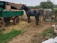 Hengst, Lipizzaner — Foto 3