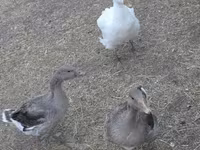 Geese — zdjęcie 3