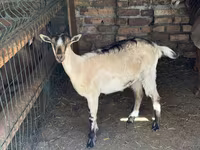 Koza, Saanen goat — zdjęcie 1