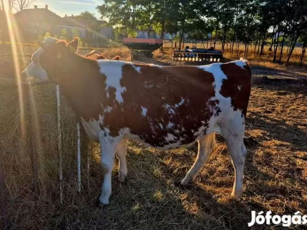 Krowa, Simmental cattle — Węgry