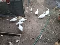 Ducks — foto 1
