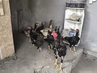 Chickens — fotografija 2