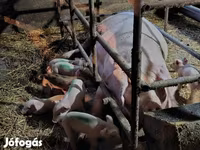 خنزيرة, الخنازير — الصورة 2