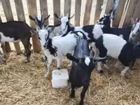 Kozioł, Kozy — zdjęcie 6