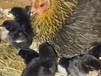 Chickens — الصورة 3