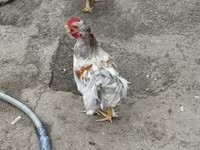 Chickens — zdjęcie 1