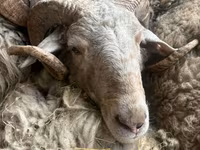 Ram, Sheep — photo 1