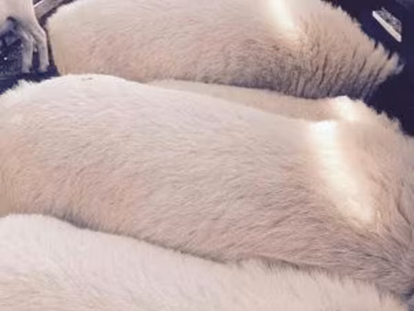 Ovca, Dorper sheep