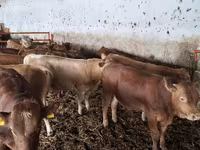 Bik, Simmental cattle — fotografija 3
