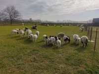 Baran, Dorper sheep — zdjęcie 1