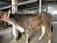 雌牛, Swiss cattle — 写真 2