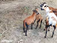 Carnero, Cameroon sheep — foto 4
