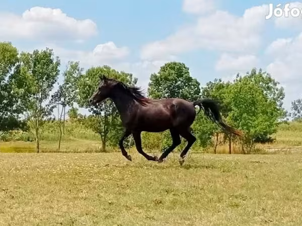 公马, American paint horse