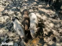 公猪, Вьетнамская вислобрюхая — 照片 4