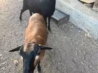 عنزة, Nigerian dwarf goats — الصورة 1
